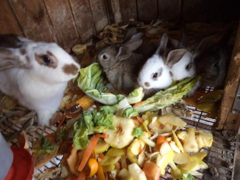 Os coelhos e galinhas criados na escola são alimentados com produtos da horta, outros trazidos pelas crianças de casa e também com as cascas de fruta dos lanches ou sobremesas das crianças. Os seus resíduos enriquecem o composto.